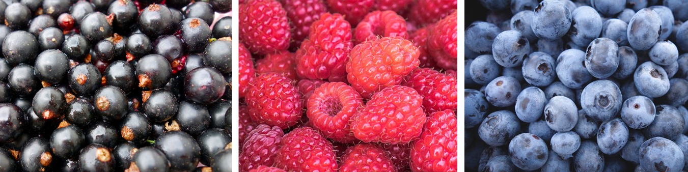 Johannisbeeren Himbeeren Heidelbeeren