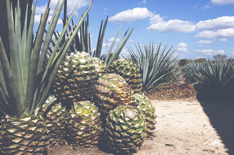 Tequila – unsere beliebtesten Kreationen