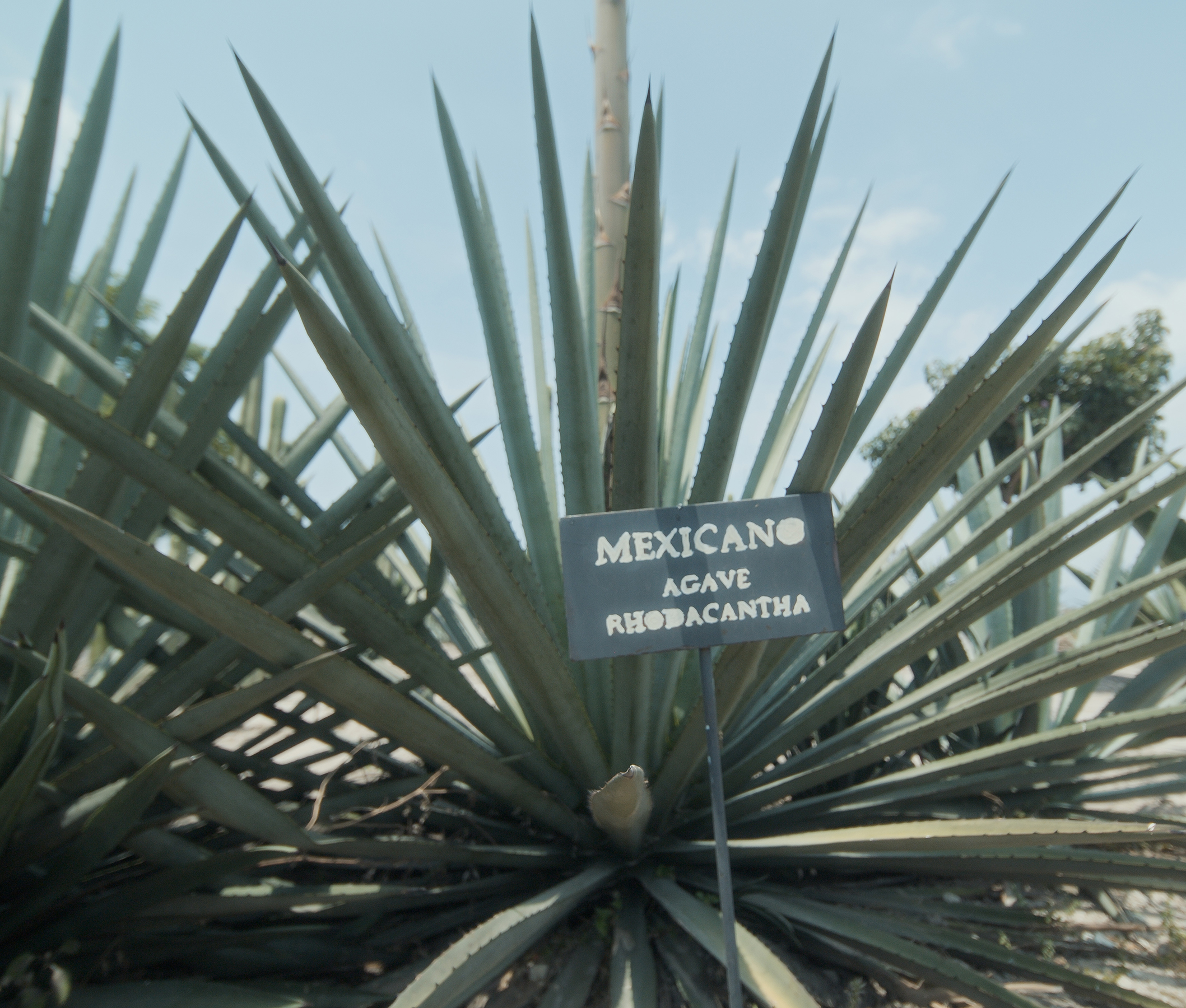 Agave in Mexiko