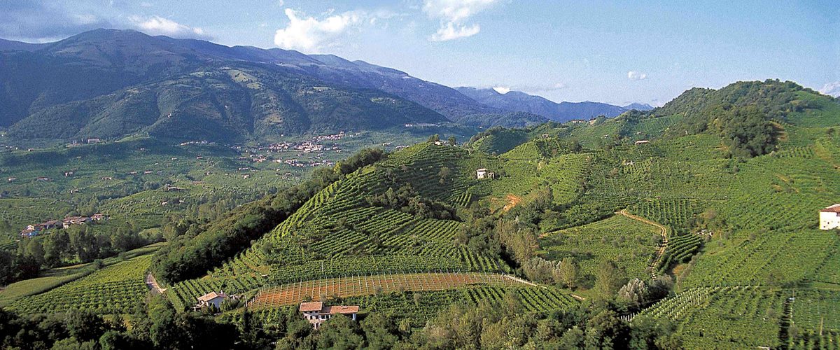 Villa Sandi Prosecco Weinberge