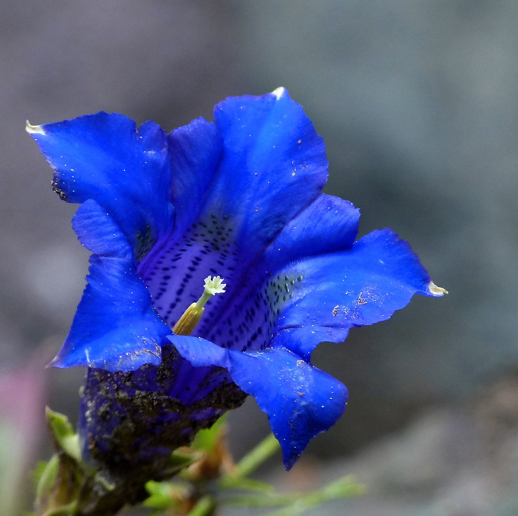 Ein Bild von einer Blauen Enzian Blüte.