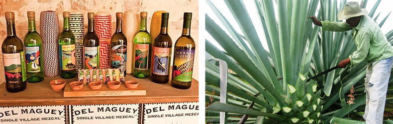 Del_MagueyNgJv0l48vYlg4