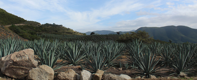 Mezcal