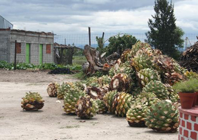 del_maguey_mezcal3